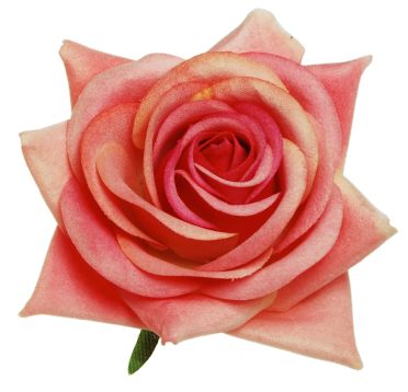 Pink Velvet Rose Hairclip & Brooch